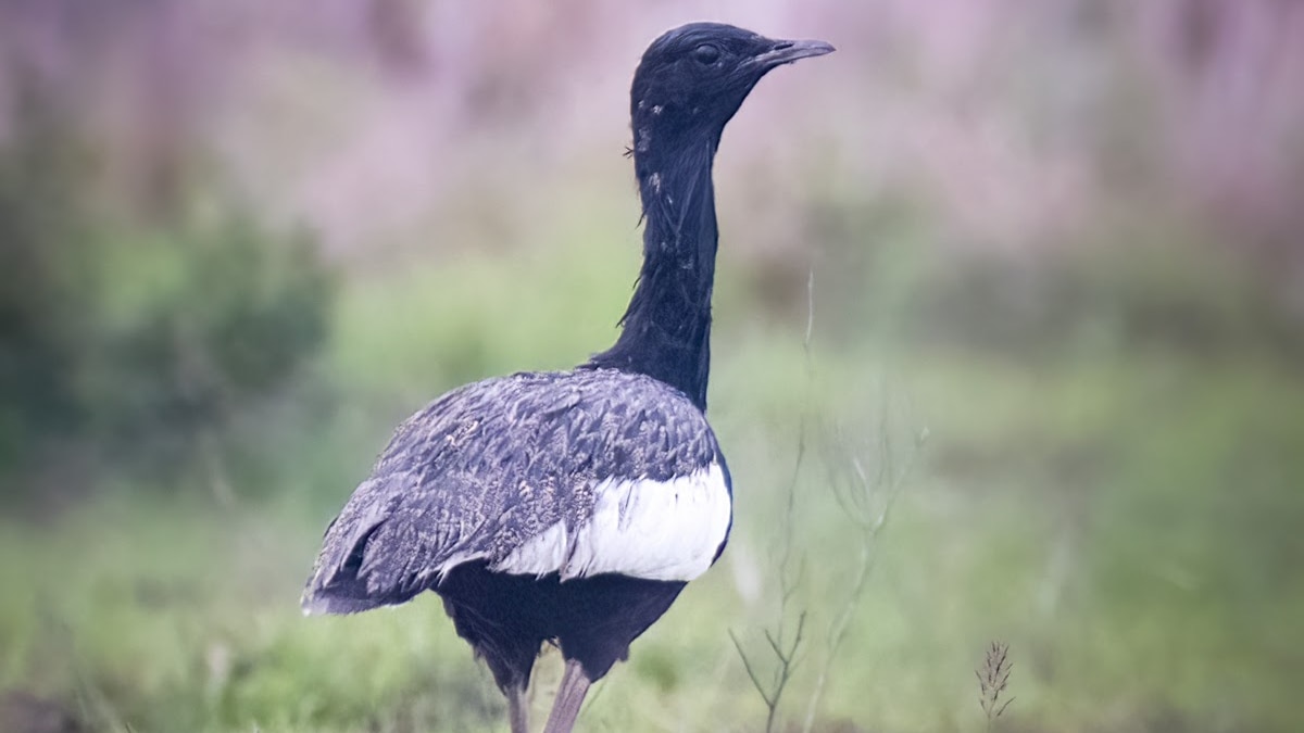 7 Rare Indian Bird Species You’ve Never Heard Of