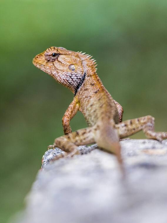 कितनी जहरीली होती है छिपकली?