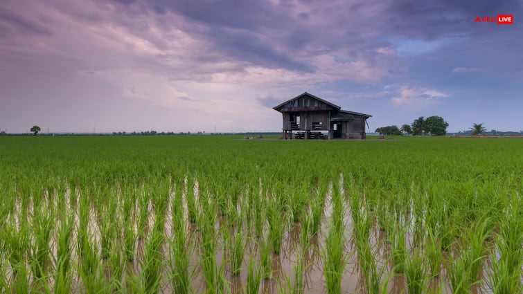 Farmers Must to these work during Rice Cultivation Dhan ki kheti Agri India Shivraj Singh Chauhan आप भी करते हैं धान की खेती? तो इन बातों का रखें जरूर ध्यान नहीं तो हो जाएगा बड़ा नुकसान