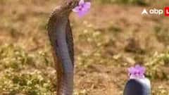 Nag Panchami 2024: নাগ পঞ্চমীতে ৩ দুর্লভ যোগ, রয়েছে কালসর্প দোষ থেকে মুক্তির উপায়ও