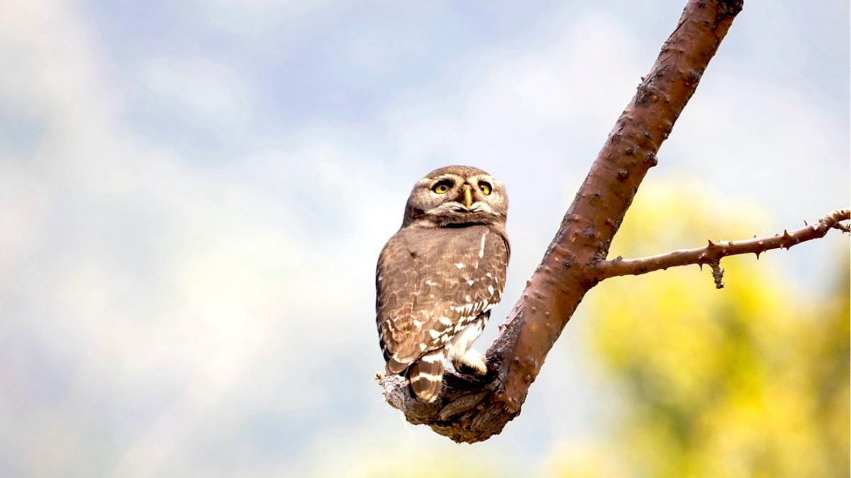 7 Rare Indian Bird Species You’ve Never Heard Of