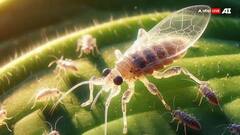 Health Care: ਸਾਡੀ ਸਕਿਨ 'ਤੇ ਹਮੇਸ਼ਾ ਮੌਜੂਦ ਰਹਿੰਦੇ ਹਨ ਇਹ ਬੱਗਸ, ਇਨ੍ਹਾਂ ਦੀਆਂ ਫੋਟੋਆਂ ਦੇਖ ਕੇ ਕੰਬ ਜਾਵੇਗੀ ਤੁਹਾਡੀ ਰੂਹ