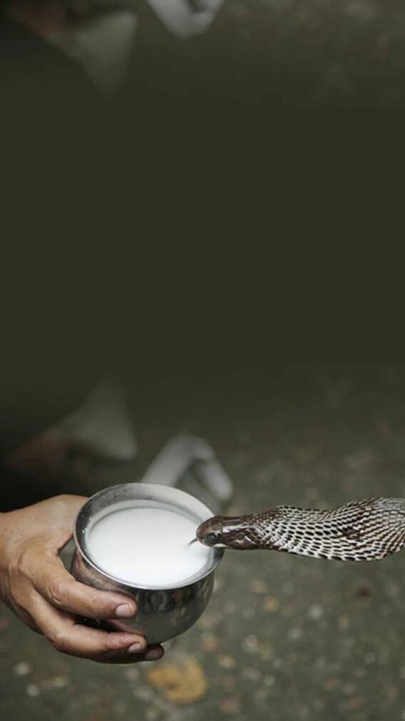 ਕੀ ਸੱਪ ਅਸਲ 'ਚ ਪੀਂਦੇ ਹਨ ਦੁੱਧ? ਜਾਣੋ ਕੀ ਕਹਿੰਦਾ ਵਿਗਿਆਨ