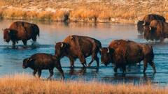 Endangered Indian Bison Population Rises At Odisha's Debrigarh Sanctuary