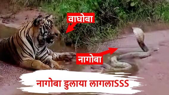 Viral Video: ताडोबाचा वाघ निघाला, नागोबा डुलाया लागला;नागपंचमीदिनीच दुर्मीळ क्षण , व्हिडीओ व्हायरल Viral Video: ताडोबाचा वाघ निघाला, नागोबा डुलाया लागला;नागपंचमीदिनीच दुर्मीळ क्षण , व्हिडीओ व्हायरल