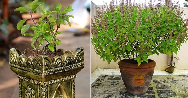 Vastu Tips For Tulsi : आपण अनेकदा पाहिलं आहे की, हिंदू धर्मियांच्या घरी तुळशीचं रोप असतंच. याचं कारण, तुळशीला देवी लक्ष्मीचं रुप मानण्यात आलं आहे.