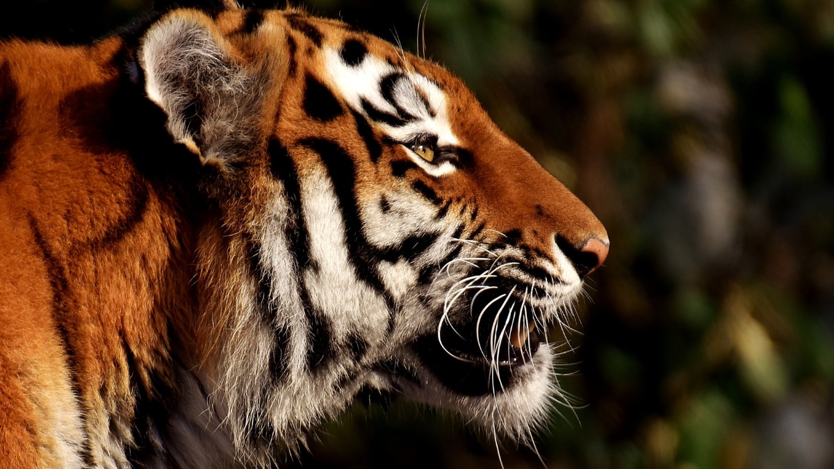 Top 10 Endangered Animals That Are About To Extinct