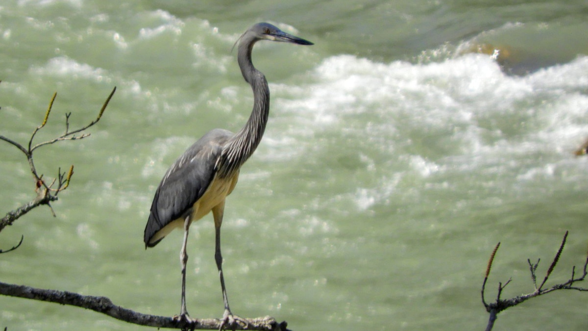 7 Rare Indian Bird Species You’ve Never Heard Of