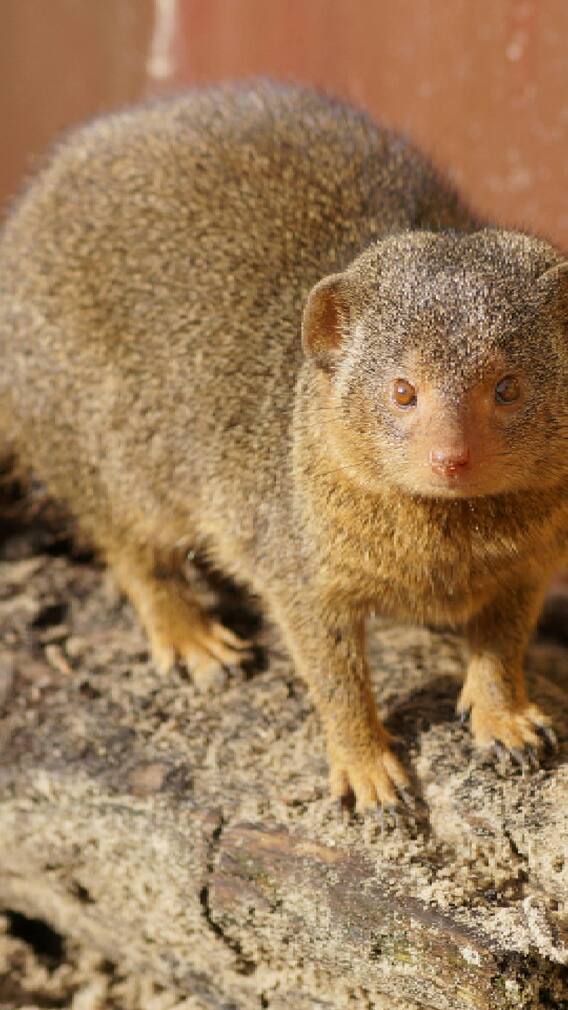 मुंगूस तुमचं नशीब बदलू शकतो!