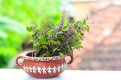 Vastu Tips For Tulsi : तुळशीचं रोप लावण्यासाठी 'ही' आहे योग्य दिशा; चौफेर होईल प्रगती, आरोग्यही राहील उत्तम