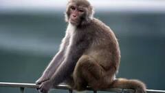 વિશ્વભરમાં આ રોગે હાહાકાર મચાવ્યો, 34 દેશોમાં છે સૌથી વધુ જોખમ; WHOએ આપી ચેતવણી