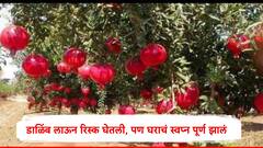 डाळिंबाच्या बागेतून 51 लाखांचे उत्पन्न, नव्या घराचे स्वप्न केलं पूर्ण, नगरच्या युवा शेतकऱ्यांना काय केलं बघा...