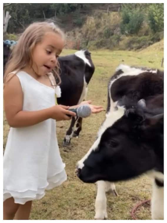 गाय का इंटरव्यू लेती बच्ची का वीडियो हो रहा जमकर वायरल