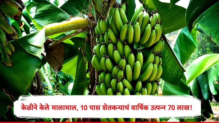 Farmer Success Story 10th Pass Farmer cultivated Banana income is More than IIT engineer 10वी पास शेतकरी केळी उत्पादनातून कमावतो दरवर्षी 70 लाख रुपये! ही तर इंजिनियरपेक्षाही अधिक कमाई