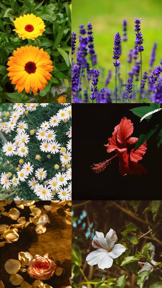 சருமத்தை மென்மையாக பராமரிக்க இந்த பூக்களை யூஸ் பண்ணி பாருங்க!