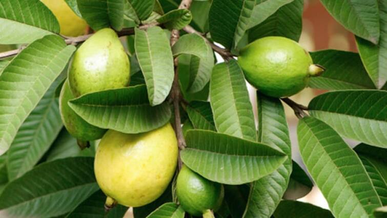 how to make Guava Leaf Tea Guava Leaf Tea: ਅਮਰੂਦ ਦੇ ਪੱਤਿਆਂ ਦੀ ਚਾਹ ਕੋਲੇਸਟ੍ਰੋਲ ਸਮੇਤ ਆਹ ਬਿਮਾਰੀਆਂ ਕਰਦੀ ਦੂਰ 