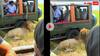Video: जंगल सफारी में घूम रहे टूरिस्ट ने कर दी शेर को उंगली करने की हिम्मत, फिर हुआ ये...