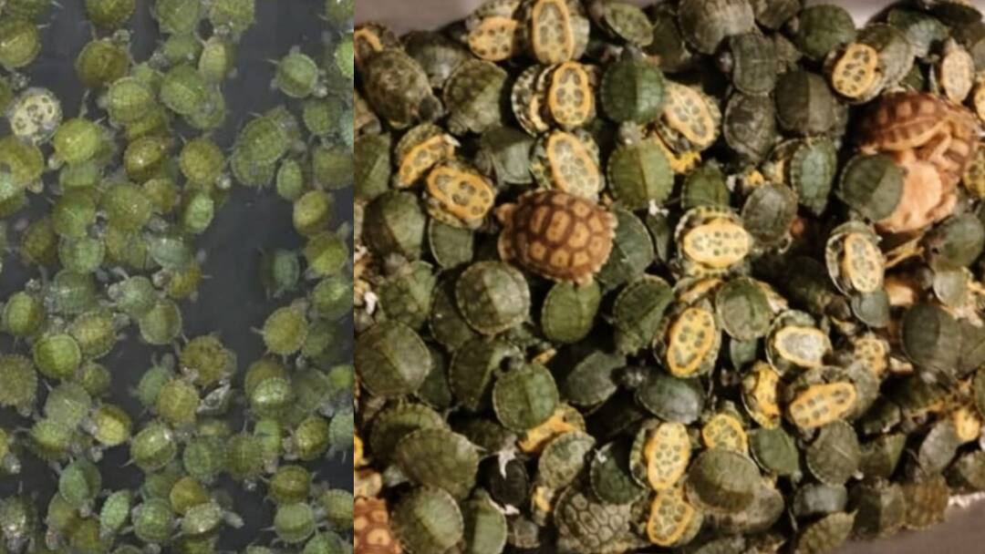 2,600 red-eared star tortoises seized at Chennai airport. The customs officials arrested and interrogated the passenger from Chennai who smuggled these TNN பையில் வித்தியாசமாக இருந்த உயிரினம்... அதிர்ச்சியுடன் பார்த்த அதிகாரிகள்...‌ நடந்தது என்ன ?