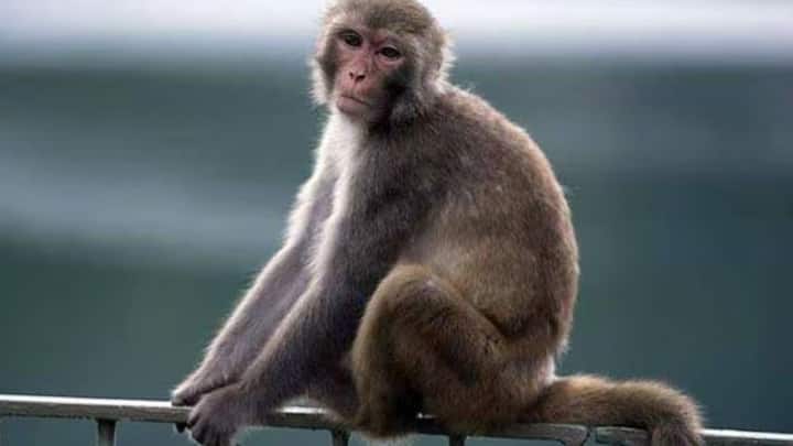 मंकी पॉक्स शुरुआत में डेमोक्रेटिक रिपब्लिक ऑफ कांगो में डिटेक्ट हुआ था, लेकिन अब युगांडा और केन्या में भी इसके मरीज दिखाई दे रहे हैं और यह आशंका है कि यह बहुत तेजी से फैल रहा है और जल्द ही पांडेमिक का रूप ले सकता है.