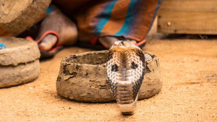 Nainital 6 year old girl dies snakebite forest department team formed snakes catch ann नैनीताल में सर्पदंश से 6 साल की बच्ची की मौत, सांपों को पकड़ने के लिए वन विभाग की टीम गठित