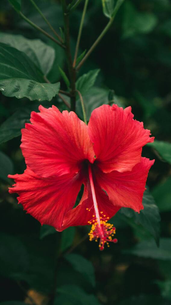 जास्वंदीचं फूल करेल आर्थिक तंगी दूर; 'हे' 5 उपाय करुन पाहा!