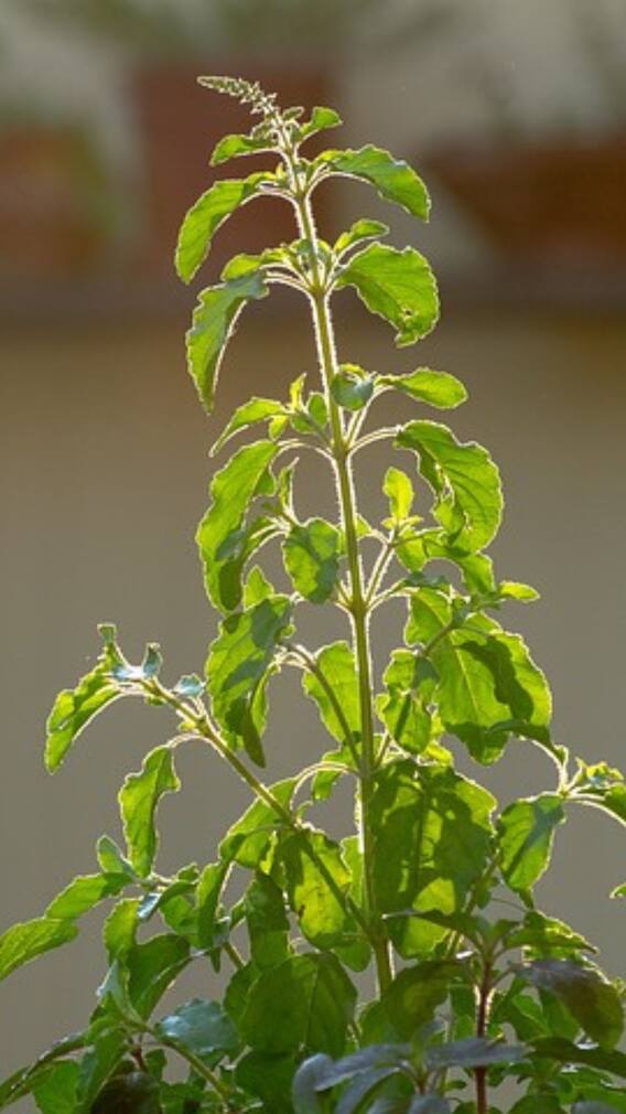 ઘરમાં આ દિશામાં રાખો તુલસીનો છોડ