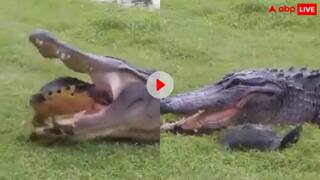 मगरमच्छ कर रहा था कछुए को खाने की कोशिश, आगे जो हुआ देखकर आप भी रह जाएंगे हैरान