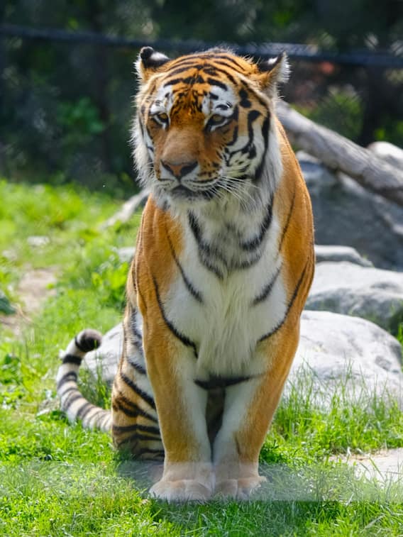 इस राज्य में बनेगा भारत का तीसरा सबसे बड़ा टाइगर रिजर्व