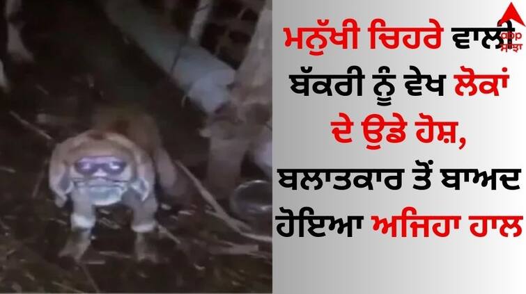 Seeing the human face of the goat, the people lost their senses, this happened after the rape video goes viral Viral Video: ਬੱਕਰੀ ਦਾ ਮਨੁੱਖੀ ਚਿਹਰਾ ਵੇਖ ਲੋਕਾਂ ਦੇ ਉਡੇ ਹੋਸ਼, ਬਲਾਤਕਾਰ ਤੋਂ ਬਾਅਦ ਹੋਇਆ ਅਜਿਹਾ ਹਾਲ