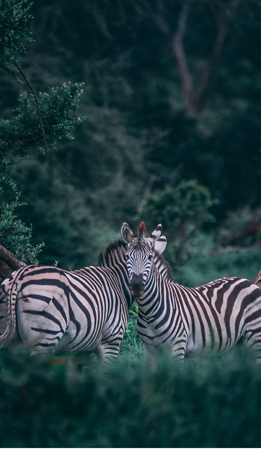 செரெங்கேட்டி தேசிய பூங்கா,  (Serengeti National Park) தான்சானியாவில் உள்ளது