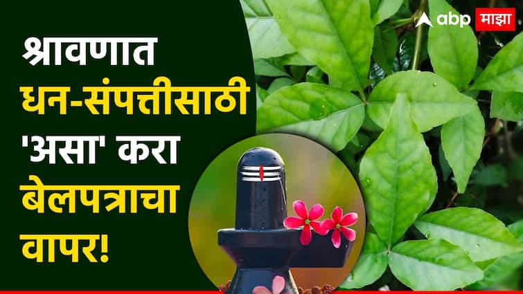 Shravan Somvar 2024 use bela patra on these way to get lord shiva blessings and wealth money Shravan Somvar 2024 : श्रावणी सोमवारनिमित्त भगवान शंकराला बेलपत्र वाहताना अशी घ्या काळजी; धन-संपत्तीसाठी 'असा' करा बेलाचा वापर