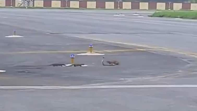 Snake Vs 3 Mongooses At Patna Airport Runway, Video Of Deadly Battle Goes Viral — WATCH Snake Vs 3 Mongooses At Patna Airport Runway, Video Of Deadly Battle Goes Viral — WATCH