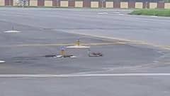 Snake Vs 3 Mongooses At Patna Airport Runway, Video Of Deadly Battle Goes Viral — WATCH