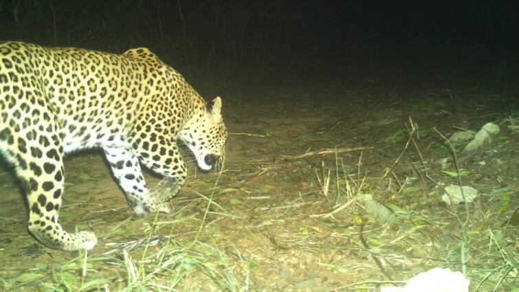 Leopard spotted in Tirumala Ghat Road once again Tirumala News: తిరుమ‌ల ఘాట్ రోడ్డుపై చిరుత సంచారం.. ద్విచ‌క్ర‌ వాహ‌నాల రాక‌పోక‌ల‌పై ఆంక్ష‌లు