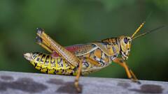 2 ग्राम के कीड़े ने अमेरिका में मचाया आतंक, हर साल करता है 1.5 बिलियन डॉलर का नुकसान