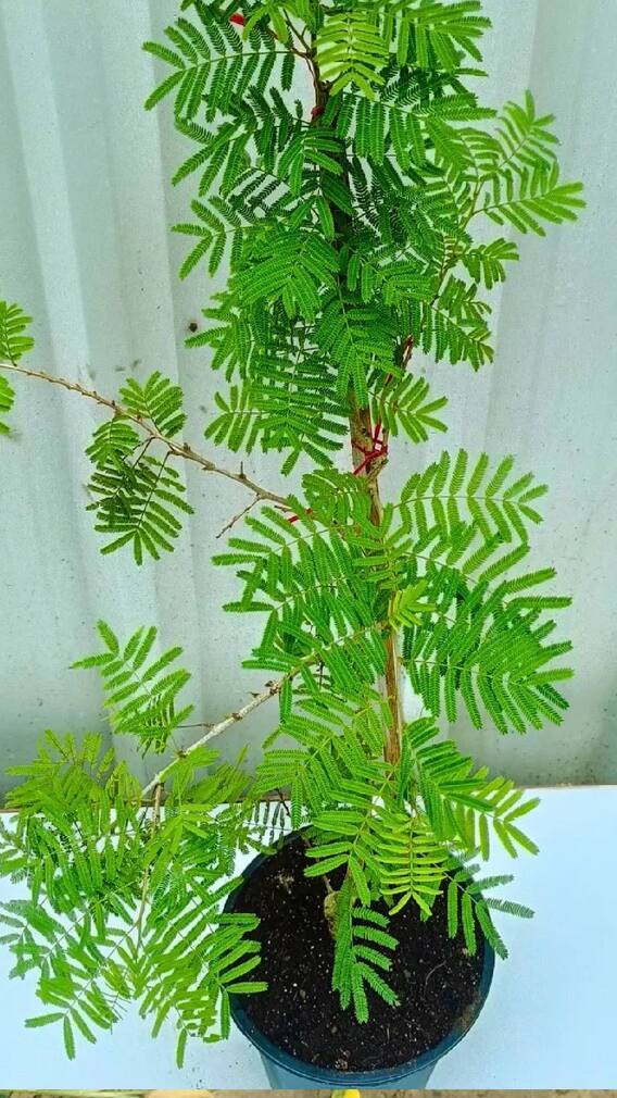 शमीचं रोप लावताना 'या' चुका करु नका.