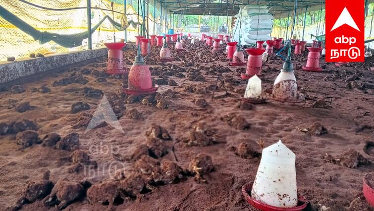 Viluppuram news 4,800 chickens died after rain flooded the chicken farm - TNN கோழி பண்ணையில் மழை வெள்ளம் புகுந்து 4,800 கோழிகள் உயிரிழப்பு... மழையால் திக்குமுக்காடும் விழுப்புரம்