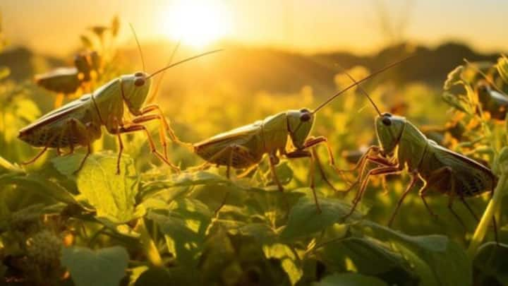 Grasshopper Destroys Crops: कहा जाता है कि टिड्डे डायनासोर के भी पहले से इस धरती पर मौजूद हैं और ये इतने खतरनाक होते हैं कि ये किसी भी फसल  को बर्बाद कर सकते हैं.