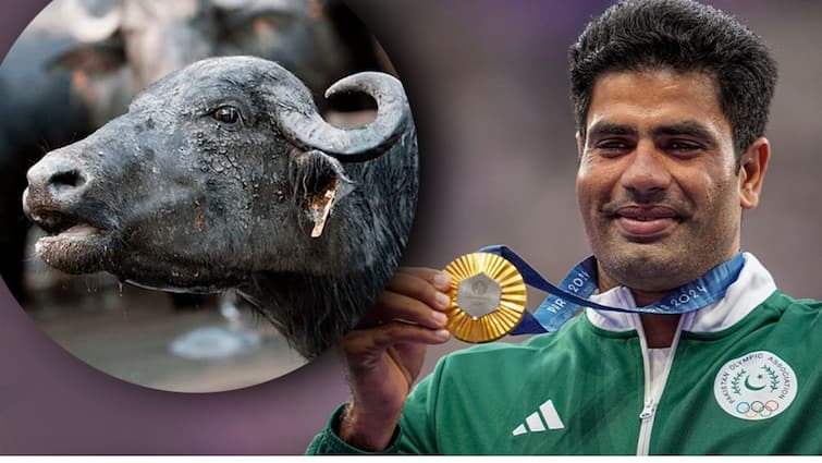 Pak Olympic Gold medalist Arshad Nadeem to get a buffalo as gift Arshad Nadeem:  ఓ గేదె, ఆల్టో కార్ - జావెలిన్ త్రో విజేతకు పాకిస్తాన్‌లో విచిత్రమైన బహుమతులు