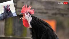 कड़कनाथ मुर्गे के खून का रंग क्यों होता है काला? जानें इसके पीछे का कारण