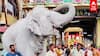 Tiruchendur White Elephant | வெள்ளை யானை உலா..வியந்து பார்த்த பக்தர்கள்..திருச்செந்தூர் சுவாரஸ்யம்