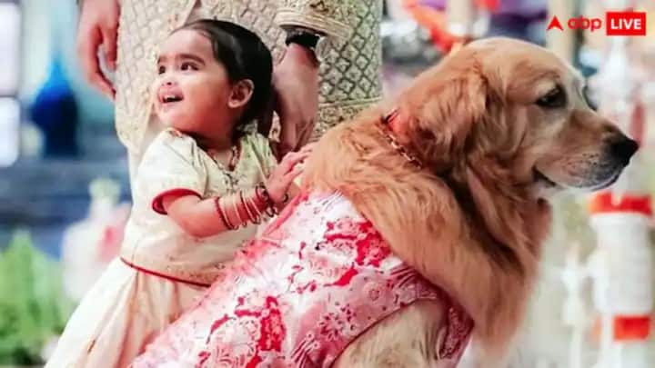 ਹੈਪੀ ਨੂੰ ਇਸ ਸਾਲ ਮਾਰਚ ਵਿੱਚ ਗੁਜਰਾਤ ਦੇ ਜਾਮਨਗਰ ਵਿੱਚ ਅਨੰਤ ਅਤੇ ਰਾਧਿਕਾ ਦੇ ਪ੍ਰੀ-ਵੈਡਿੰਗ ਵਿੱਚ ਵੀ ਦੇਖਿਆ ਗਿਆ ਸੀ। ਅਨੰਤ ਆਪਣਾ ਜ਼ਿਆਦਾਤਰ ਸਮਾਂ ਹੈਪੀ ਨਾਲ ਬਿਤਾਉਂਦਾ ਹੈ, ਇਸ ਲਈ ਹੈਪੀ ਅਨੰਤ ਦੀ ਜ਼ਿੰਦਗੀ ਦੇ ਮਹੱਤਵਪੂਰਨ ਪਲਾਂ ਵਿੱਚ ਸ਼ਾਮਲ ਹੁੰਦਾ ਹੈ।