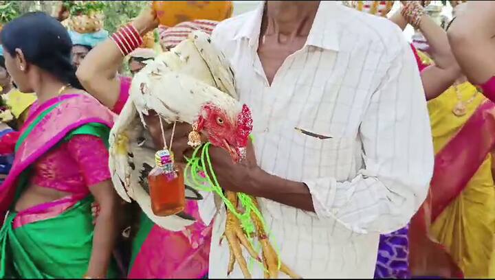 తెలంగాణ ప్రాంతంలో ఇప్పుడు బోనాల సీజన్ కొనసాగుతుంది. గ్రామదేవతలకు అంగరంగా వైభవంగా బోనాలు చేసి కోళ్లు మేకలను బలిస్తారు.