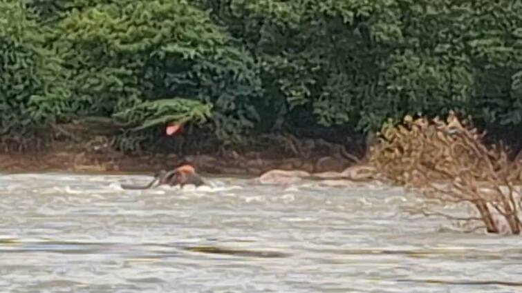 Elephant dead floated in shores off in hogenakkal river ஒகேனக்கல் ஆற்றில் உயிரிழந்த நிலையில் அடித்து வரப்பட்ட யானை.. பெரும் பரபரப்பு..