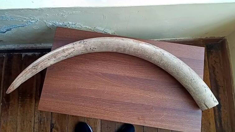 Kodaikanal near 3 people were arrested for trying to sell elephant ivory - TNN கொடைக்கானலில் பரபரப்பு... யானை தந்தம் விற்பனை செய்ய முயன்ற 3 பேர் கைது