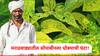 मराठवाड्यात सोयाबीनवर पुन्हा पिवळा मोझॅक रोगाचा प्रादुर्भाव, उत्पादनात घट होण्याची शक्यता, कसे कराल व्यवस्थापन?