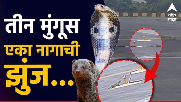 Snake and mongoose fight at airport of patana video goes viral The snake drawn by the serpent the trap laid by the नागाने काढला फणा, 3 मुंगसांनी घातली झडप; विमानतळावरील झुंज, व्हिडिओ व्हायरल