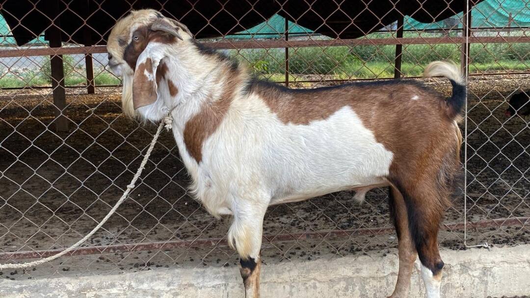 Goats Bakra worth Rs 15 lakh stolen in Noida from farm house within a month ann Noida News: नोएडा में चोरों का आतंक, फार्म हाउस से लाखों के बकरे गायब, अब खोजने में जुटी पुलिस