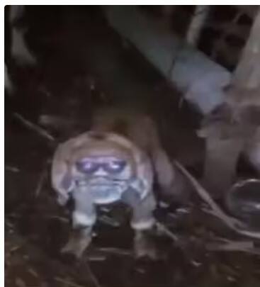 ਇਸ ਵਿਚਾਲੇ ਪਾਕਿਸਤਾਨ ਤੋਂ ਇੱਕ ਹੈਰਾਨੀਜਨਕ ਮਾਮਲਾ ਸਾਹਮਣੇ ਆਇਆ ਹੈ ਜਿਸ ਨੇ ਹਰ ਕਿਸੇ ਦੇ ਹੋਸ਼ ਉੱਡਾ ਦਿੱਤੇ ਹਨ। ਦਰਅਸਲ, ਇੱਥੇ ਮਨੁੱਖੀ ਸ਼ਕਲ ਵਾਲੀ ਇੱਕ ਬੱਕਰੀ ਦਿਖਾਈ ਦਿੱਤੀ ਹੈ। ਇੰਨਾ ਹੀ ਨਹੀਂ ਸੋਸ਼ਲ ਮੀਡੀਆ 'ਤੇ ਬੱਕਰੀ ਦਾ ਇਹ ਵੀਡੀਓ ਅਤੇ ਤਸਵੀਰਾਂ ਤੇਜ਼ੀ ਨਾਲ ਵਾਇਰਲ ਹੋ ਰਿਹਾ ਹੈ।