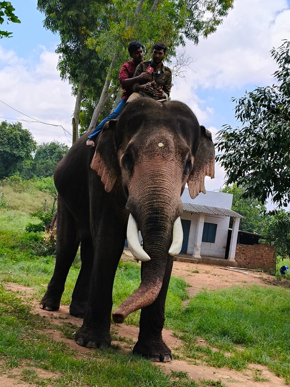 Kumki Elephnats :   దారి తప్పిన ఏనుగులకు కుంకీ ఏనుగులే మాస్టర్లు - వీటి గురించి ఆశ్చర్యపోయే నిజాలు ఇవే